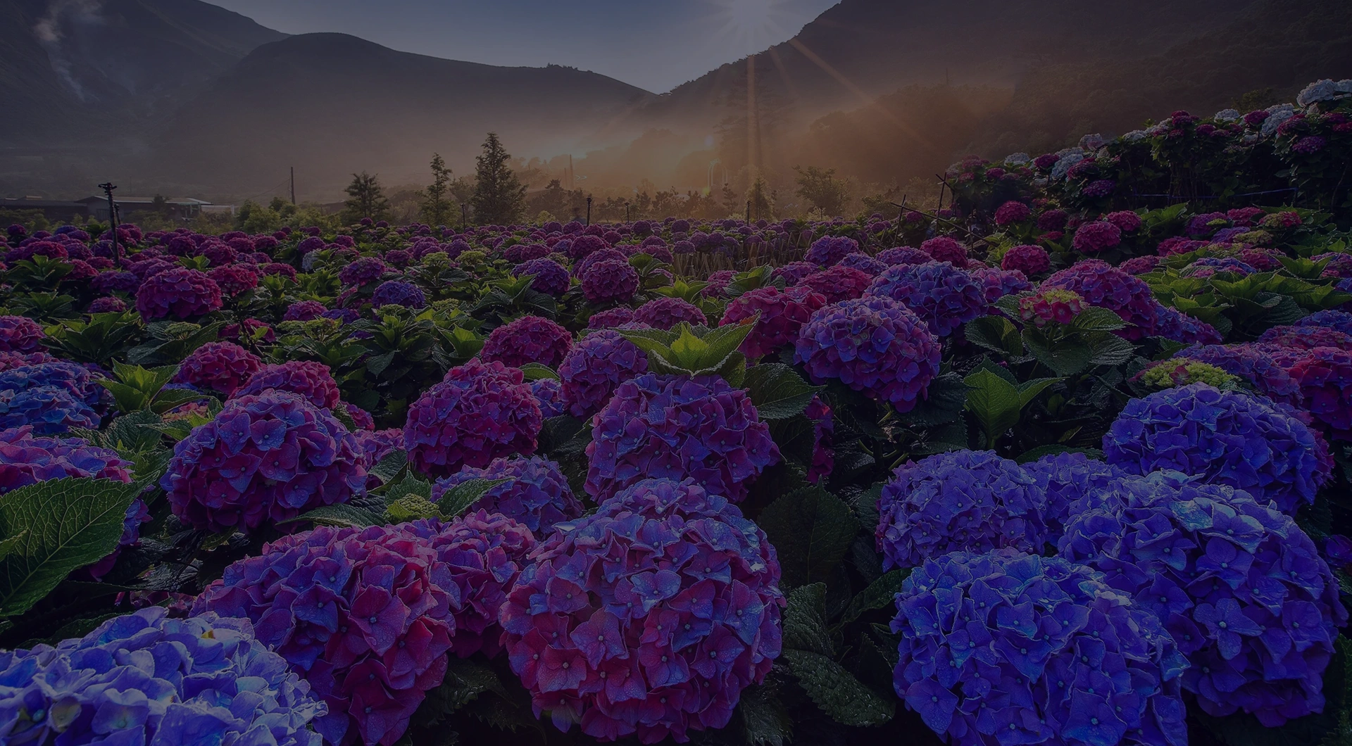 Flowers-Trade - Оптовые поставки цветов